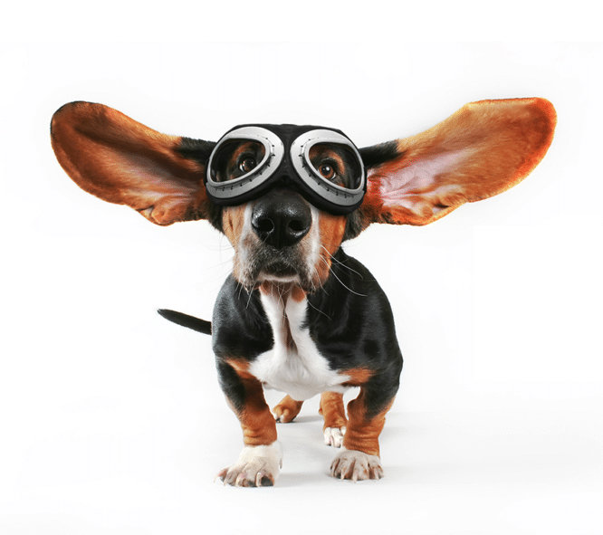 Fartsfylt hund med pilotbriller og lange øre som flakser ut mot sidene